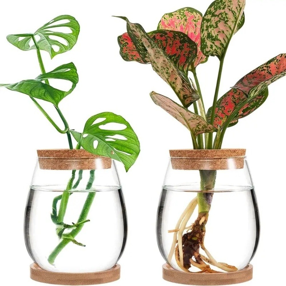 Przezroczysty hydroponiczny do – Propagation Station Vase recenzja i cena